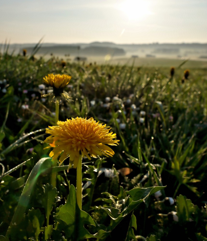 12. Platz Harald Unglert